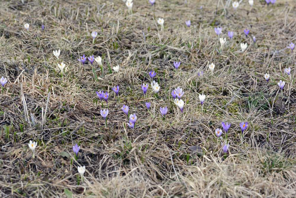 Crocus vernus